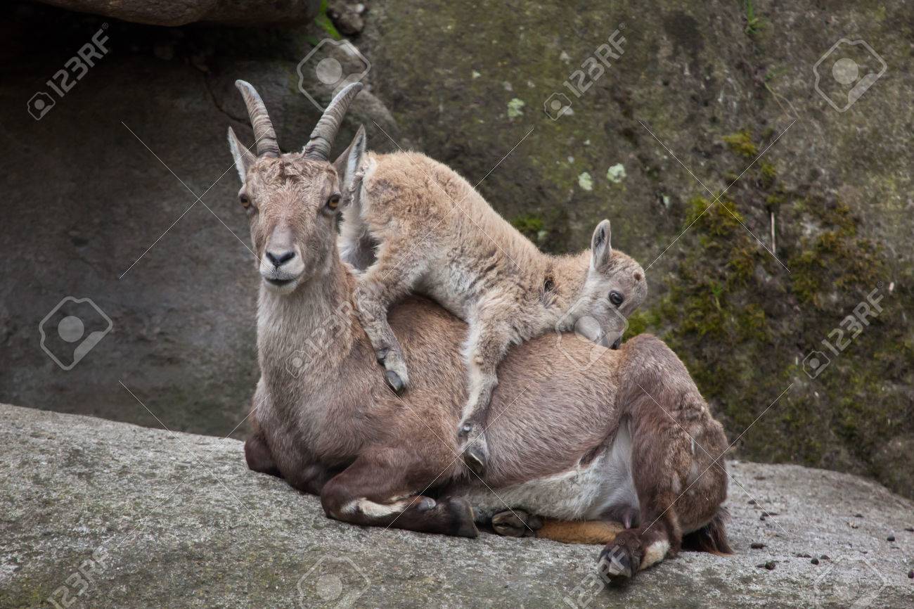 アルプスアイベックス Capra Ibex アイベックス シュタインボックまたは Bouquetin としても知られています アイベックスの子供がその母と遊ぶ の写真素材 画像素材 Image アルプスアイベックス Capra Ibex アイベックス シュタインボックまたは Bouquetin としても知られています アイベックスの子供がその母と遊ぶ の写真素材 画像素材 Image