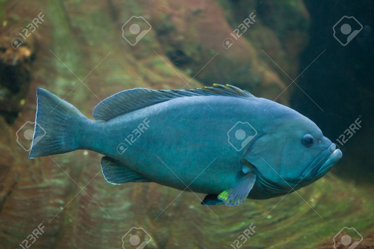 青 黄ハタ キジハタ Flavocaeruleus 海水魚 の写真素材 画像素材 Image 青 黄ハタ キジハタ Flavocaeruleus 海水魚 の写真素材 画像素材 Image