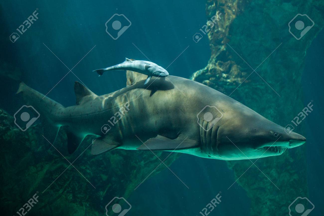 ライブ コバンザメ Echeneis Naucrates サンドタイガーシャーク Carcharias トーラス とも呼ばれる灰色ナース サメです の写真素材 画像素材 Image