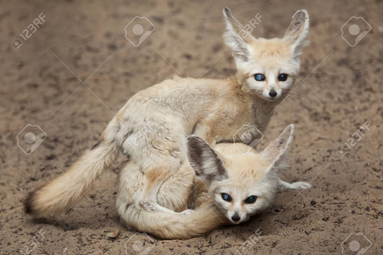Fennec Foxes Vulpes Zerda Have Sex Stock Photo Picture And Royalty Free Image Image