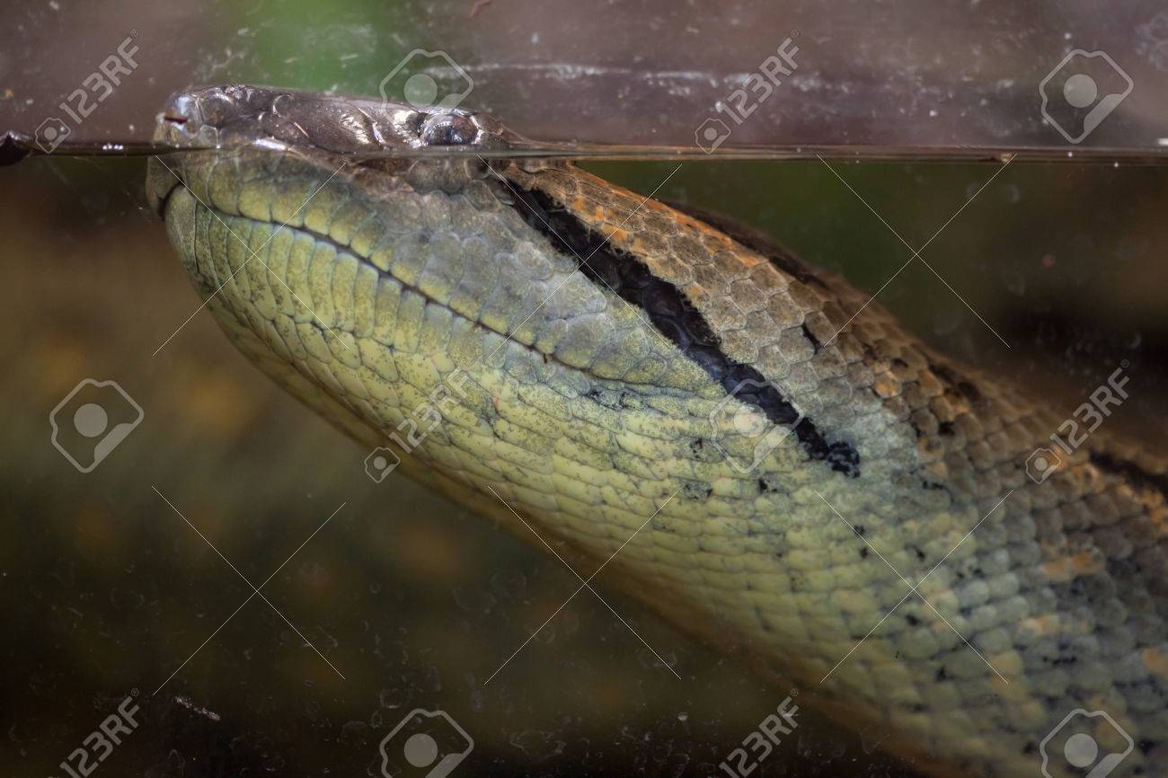 Green Anaconda Eunectes Murinus Wild Life Animal Stock Photo Picture And Royalty Free Image Image Green Anaconda Eunectes Murinus Wild Life Animal Stock Photo Picture And Royalty Free Image Image