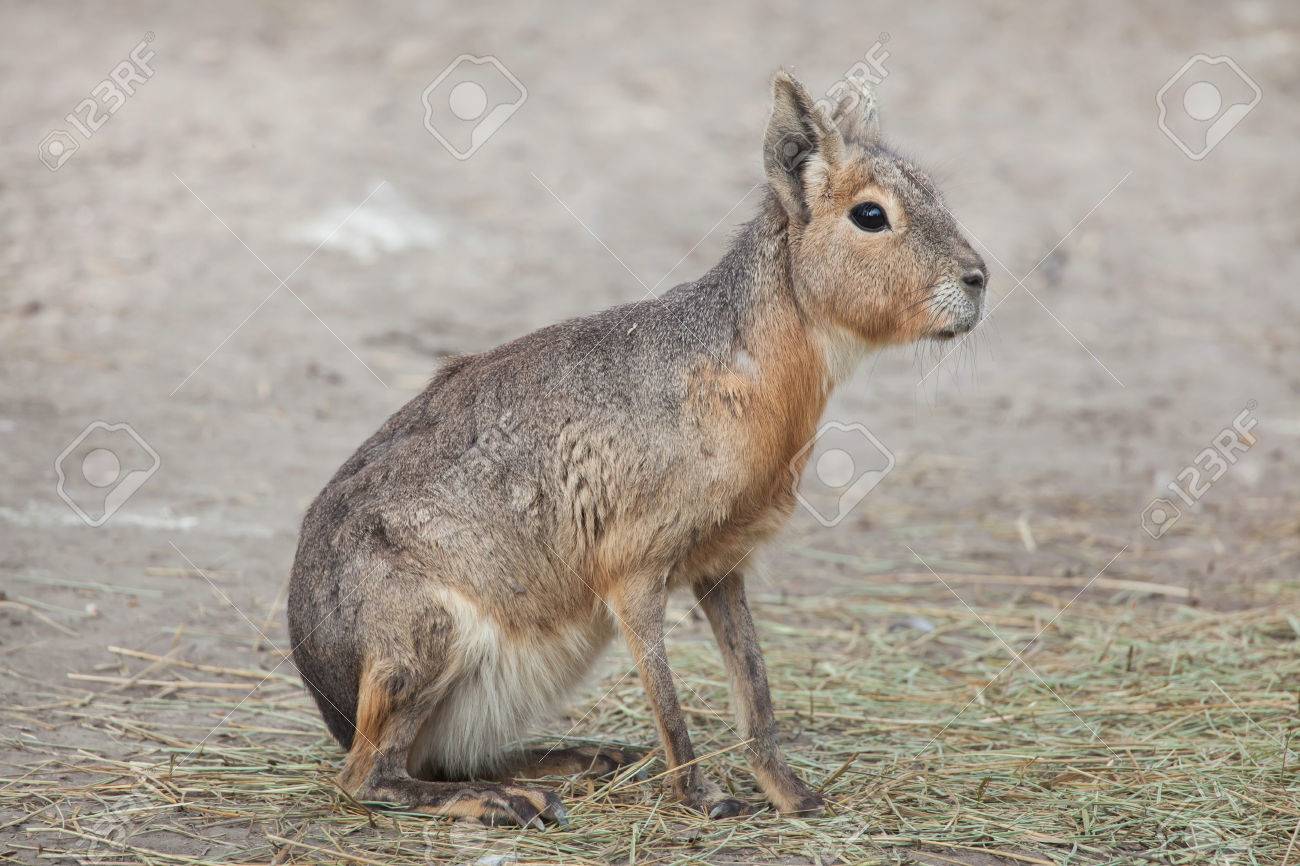 Patagonian mara (Dolichotis patagonum), also known as the Patagonian cavy. Stock Photo - 84876142 Patagonian mara (Dolichotis patagonum), also known as the Patagonian cavy. Stock Photo - 84876142