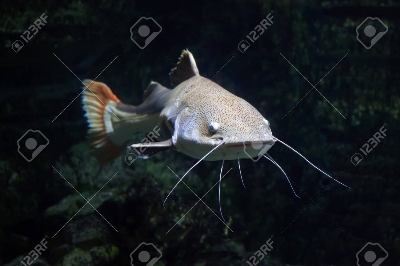 Poisson Chat à Queue Rouge Phractocephalus Hemioliopterus Poisson Deau Douce