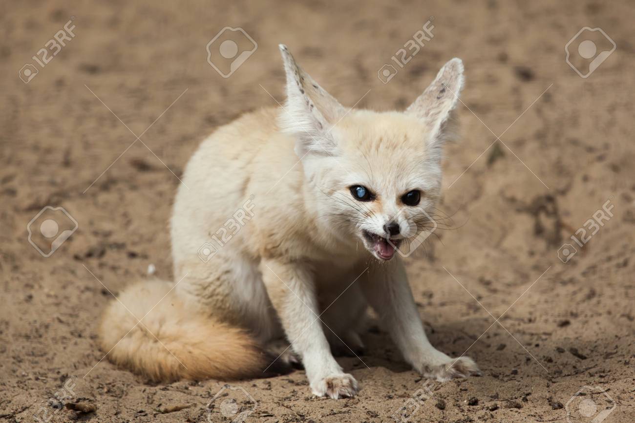 Fennec Fox Vulpes Zerda Wildlife Animal Stock Photo Picture And Royalty Free Image Image