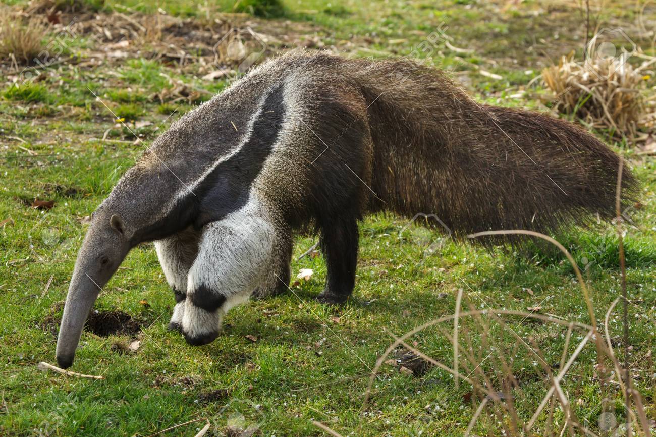 Giant anteater (Myrmecophaga tridactyla), also known as the ant bear. - 115162282 Giant anteater (Myrmecophaga tridactyla), also known as the ant bear. - 115162282