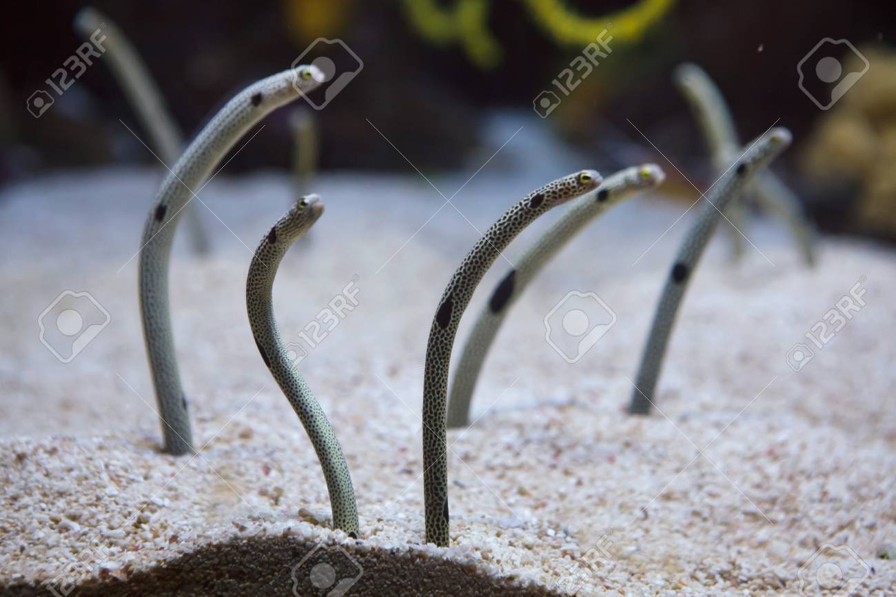 Spotted garden eel (Heteroconger hassi).