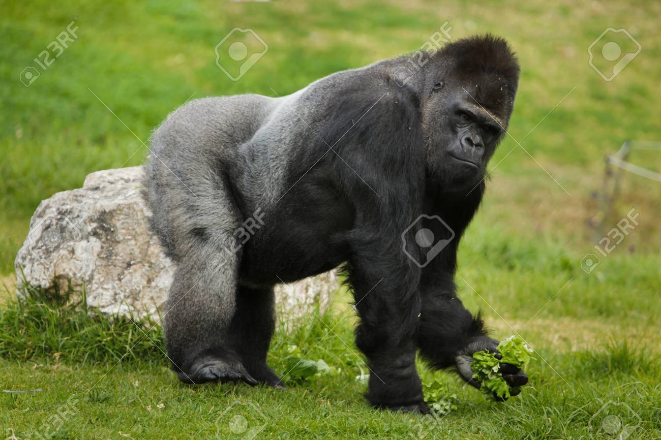 Western lowland gorilla (Gorilla gorilla gorilla). Wild life animal. - 119524143 Western lowland gorilla (Gorilla gorilla gorilla). Wild life animal. - 119524143