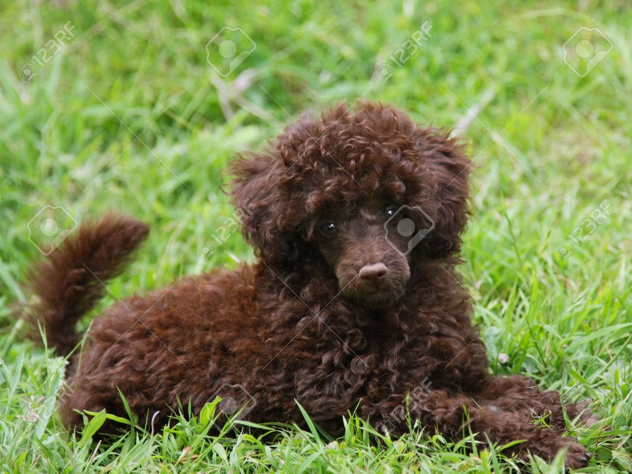 chocolate poodle