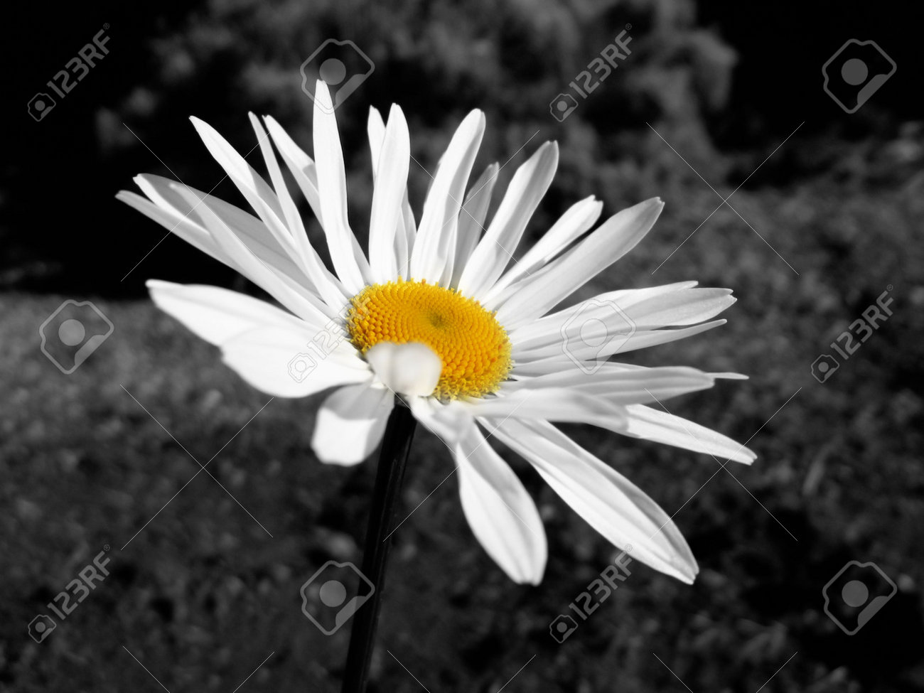 White and Black photography of daisies catalog photo White and Black photography of daisies catalog photo