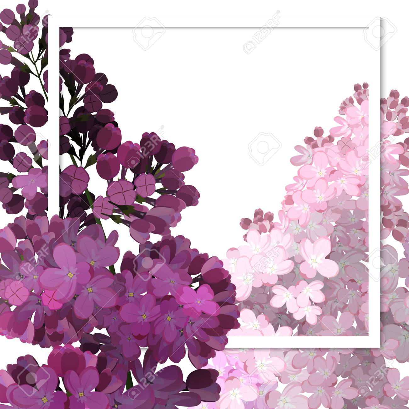 Un beau cadre passant à travers les fleurs de lilas. Illustration vectorielle, fond blanc.
