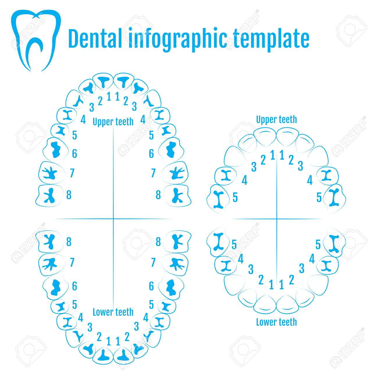 Permanent Tooth Chart With Numbers