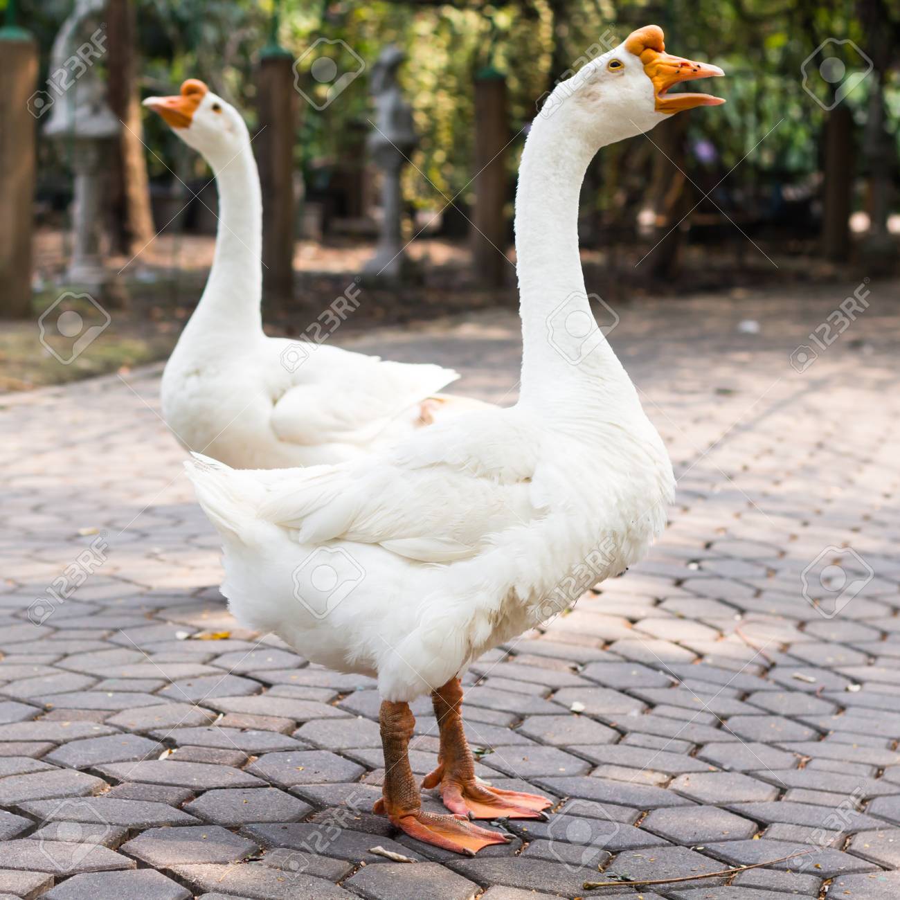 ガチョウの写真肖像画 の写真素材 画像素材 Image