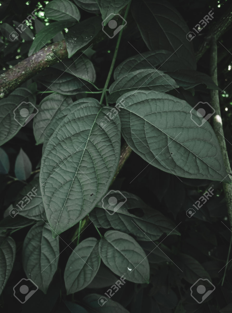 etiam-dictum-ipsum-a-felis