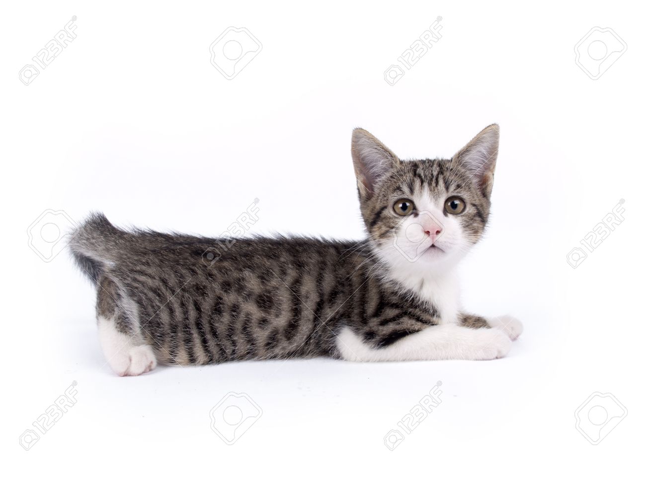 grey and white striped kitten