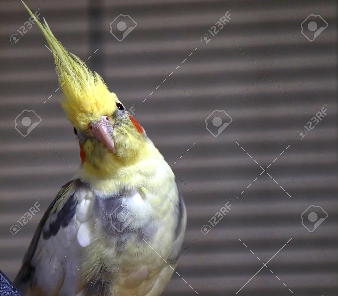 etiam-dictum-ipsum-a-felis