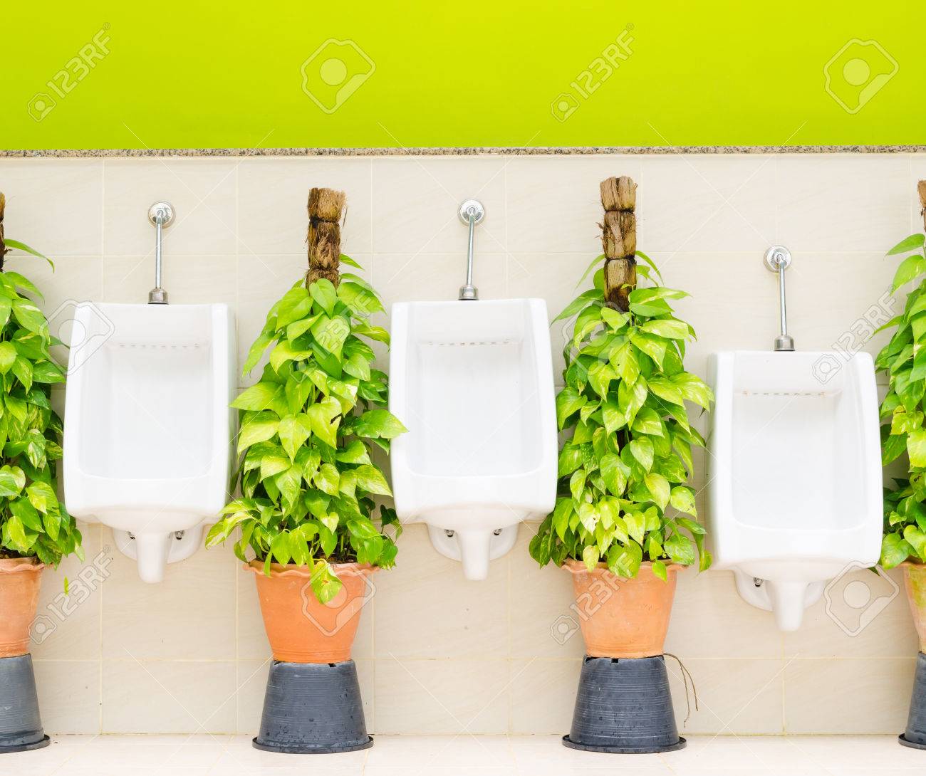 白便器行と緑の観葉植物とモダンなスタイルの装飾的なトイレ インテリア デザイン の写真素材 画像素材 Image
