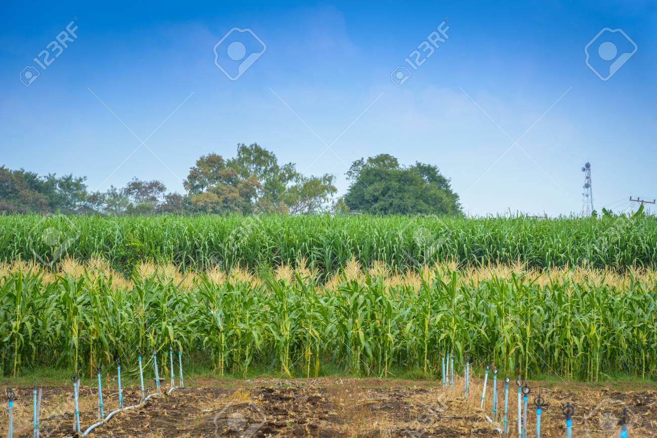 close up green field