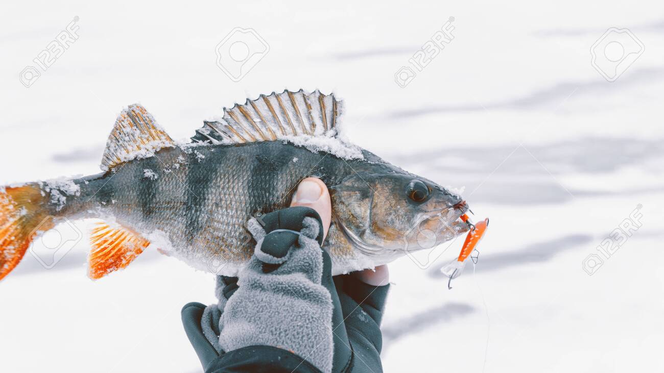perch fishing gear