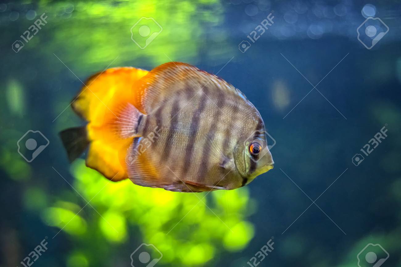 Symphysodon Known As Discus Is A Genus Of Cichlids Native To Stock Photo Picture And Royalty Free Image Image Symphysodon Known As Discus Is A Genus Of Cichlids Native To Stock Photo Picture And Royalty Free Image Image