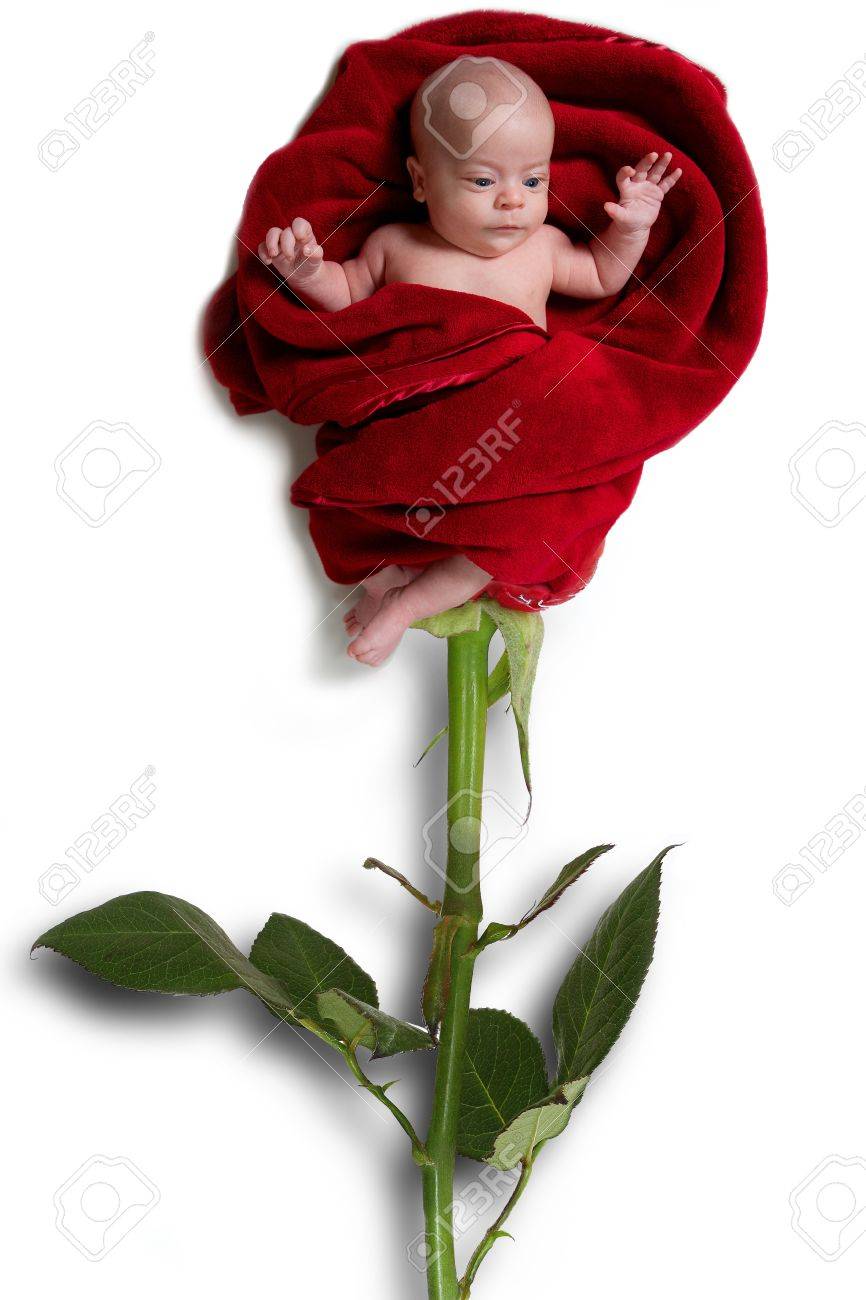 Bebe Dans Une Rose Banque D Images Et Photos Libres De Droits Image
