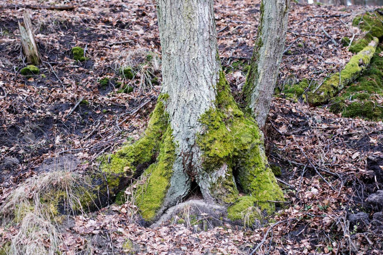 古い苔むした木の幹 ポーランドの落葉樹立 春先の季節 の写真素材 画像素材 Image