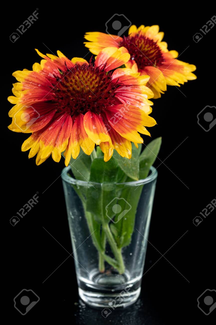 Gaillardia Pulchella On A Dark Table In A Glass Vase Beautiful Stock Photo Picture And Royalty Free Image Image 127499337