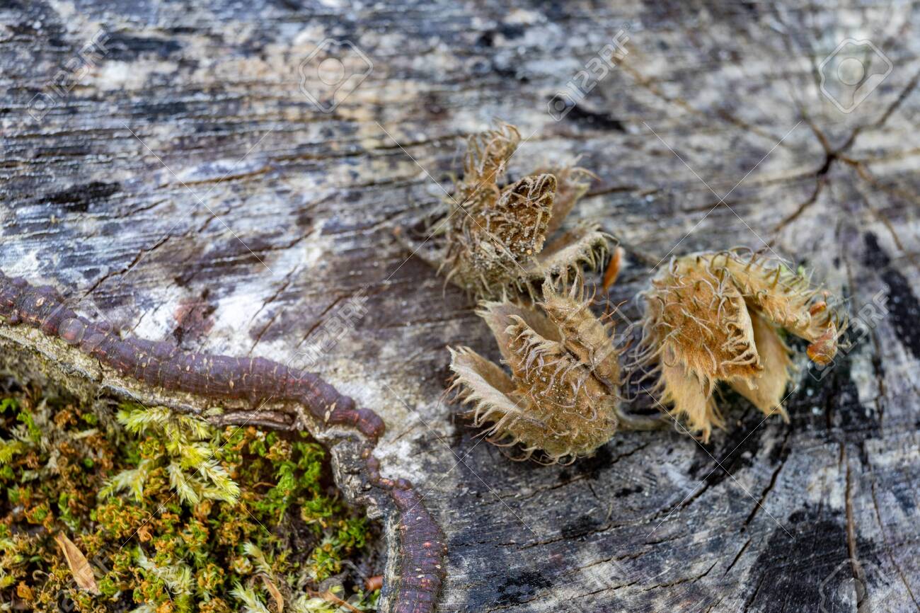 Old Beech Shell On The Trunk In The Forest Beech Tree Fruit Stock Photo Picture And Royalty Free Image Image