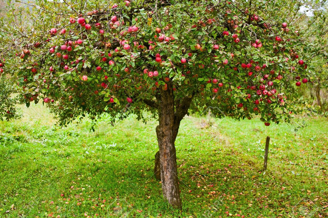 Image result for apple tree