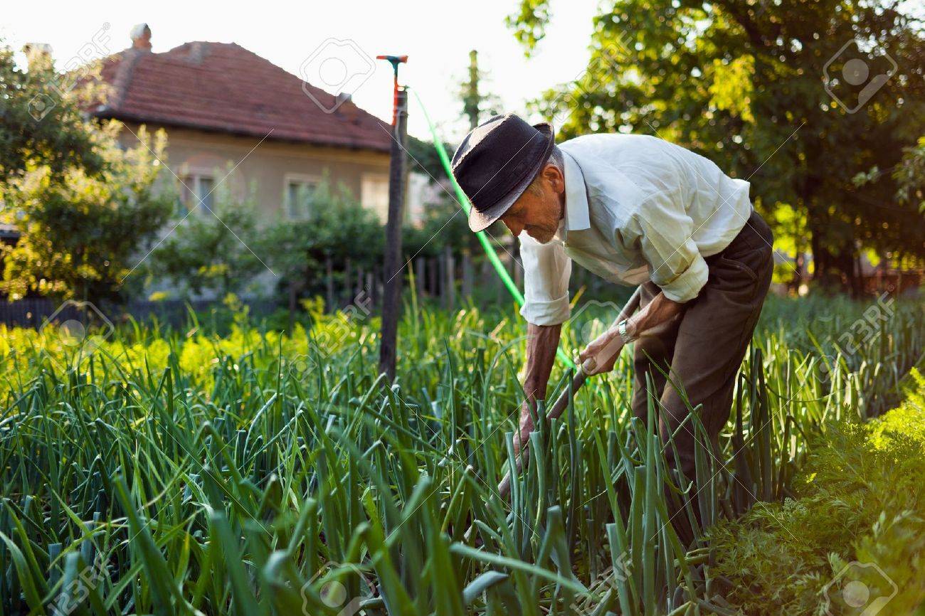 庭の草取り鍬を持つ老人 の写真素材 画像素材 Image