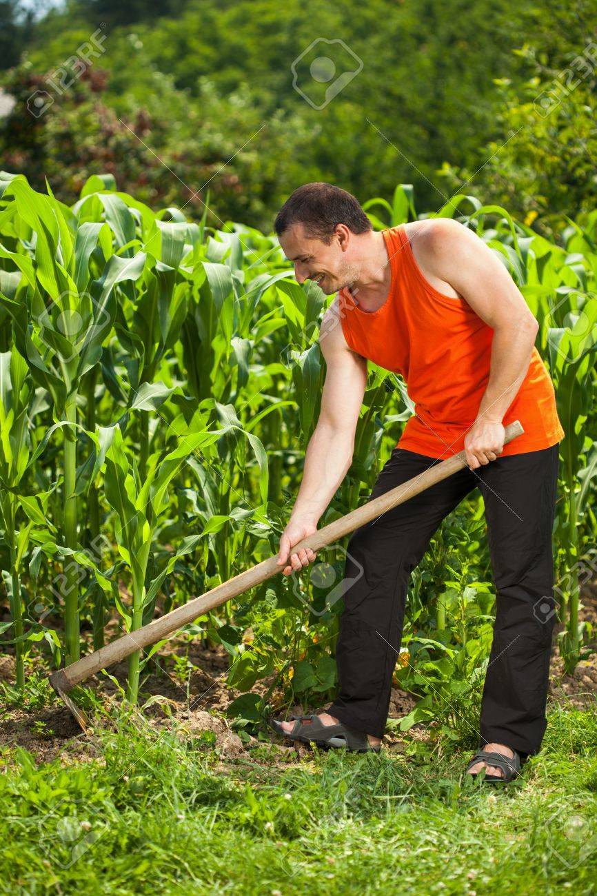 トウモロコシ畑の草取り鍬で若い農夫 の写真素材 画像素材 Image
