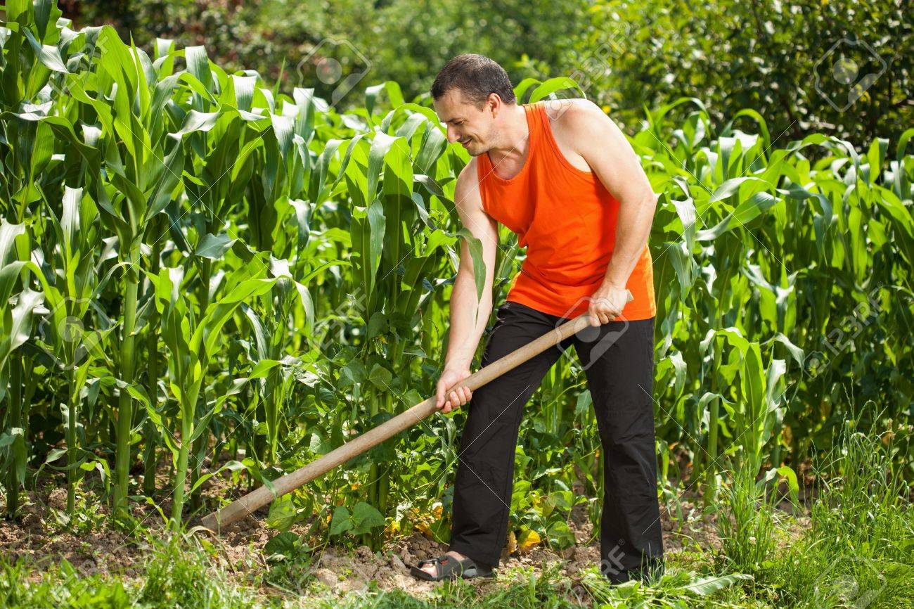 トウモロコシ畑の草取り鍬で若い農夫 の写真素材 画像素材 Image