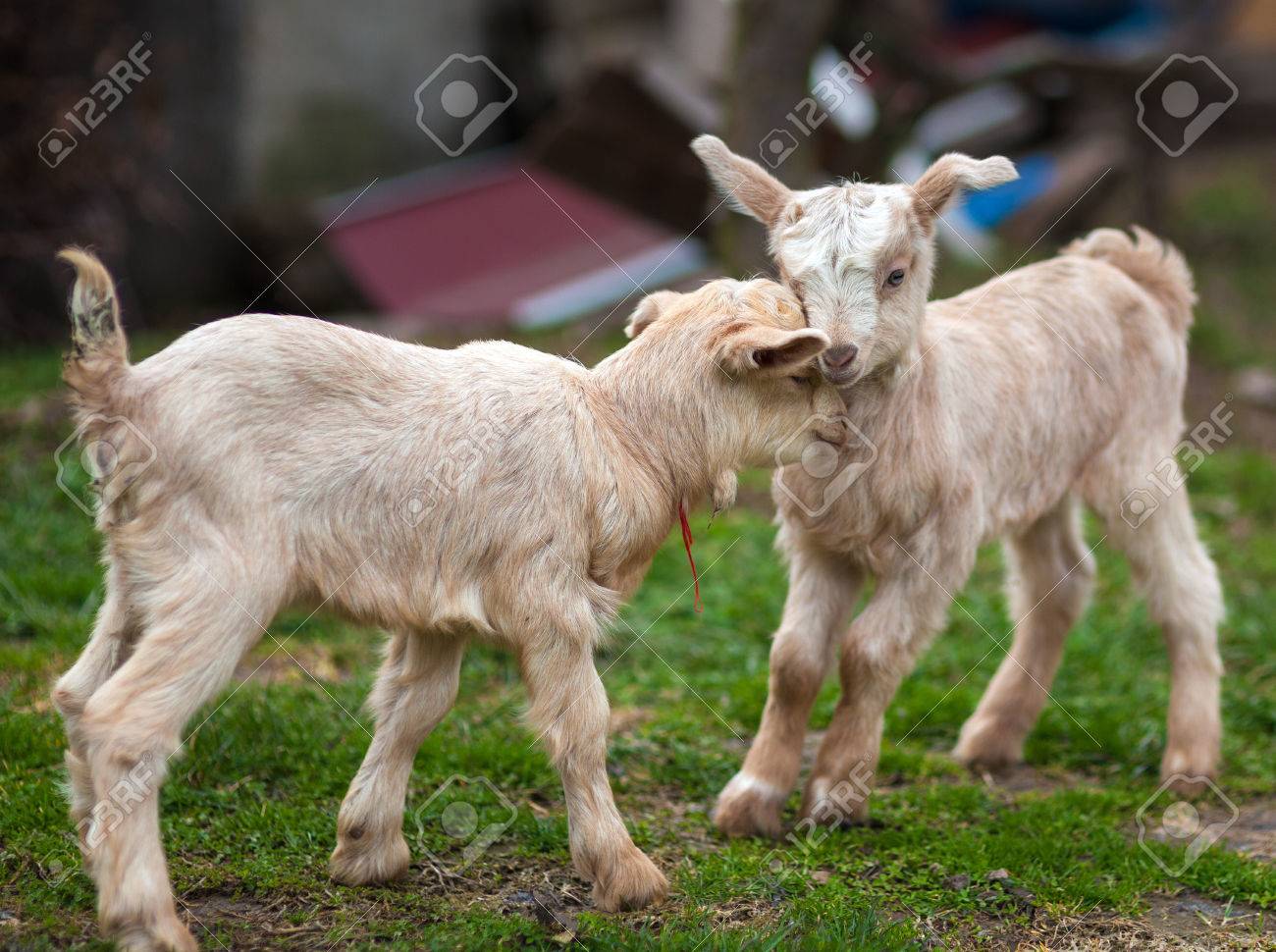 Cute Baby Goats Playing On A Pasture Stock Photo Picture And