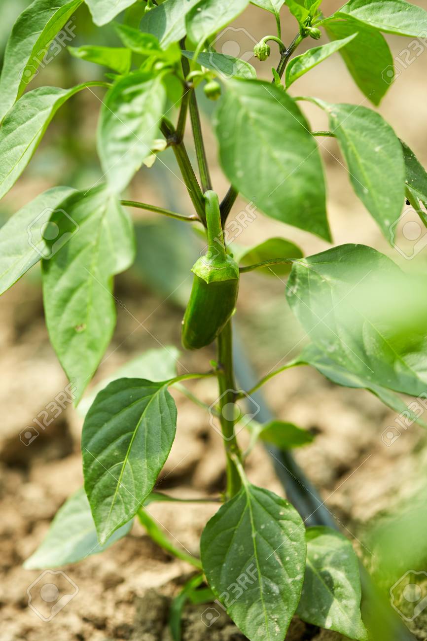 green pepper plant green pepper plant