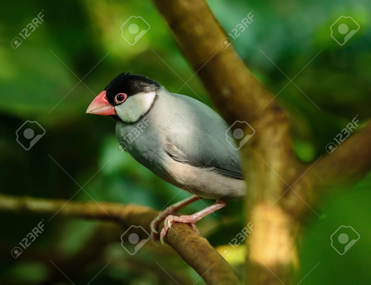 etiam-dictum-ipsum-a-felis