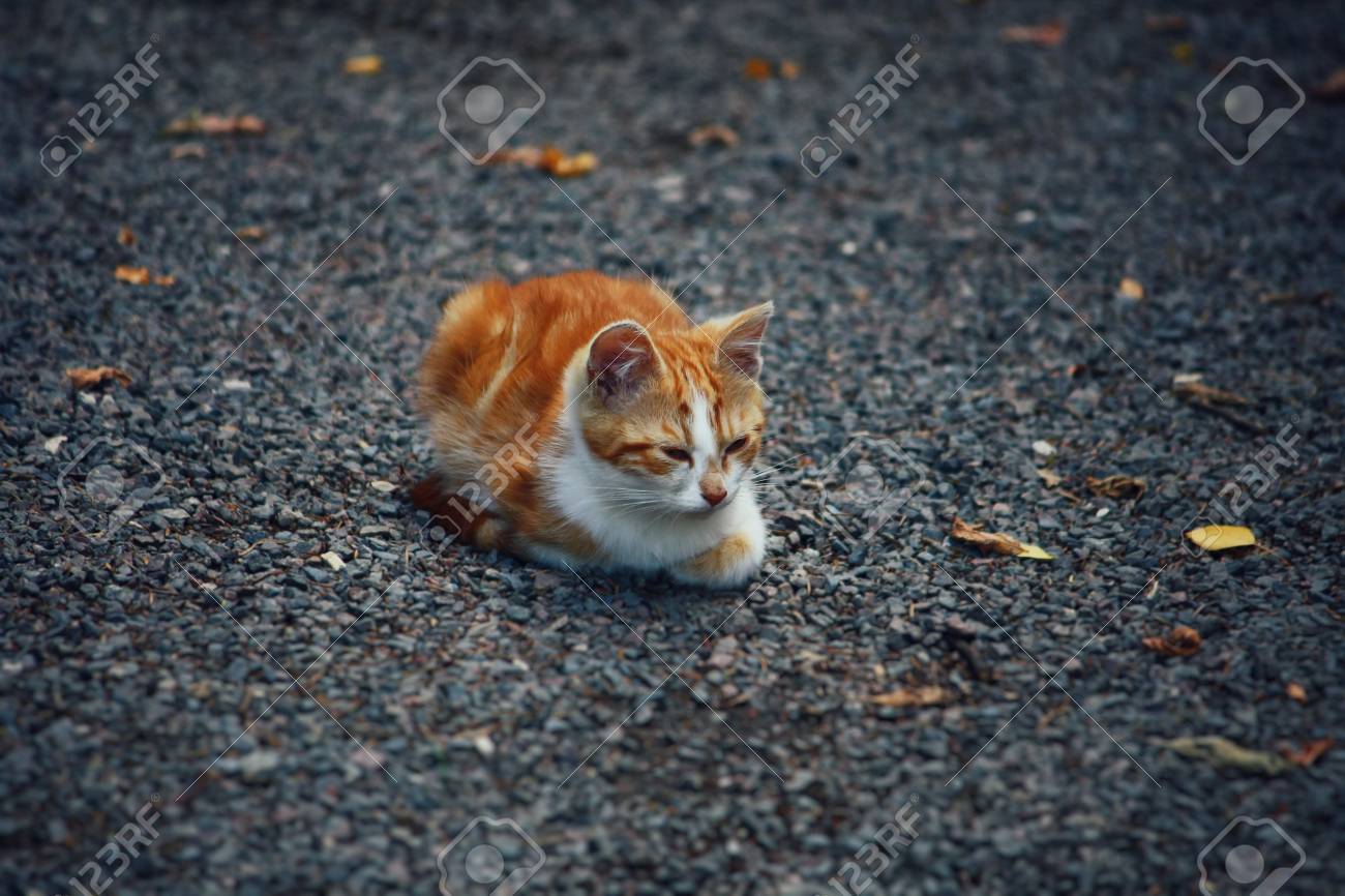 etiam-dictum-ipsum-a-felis