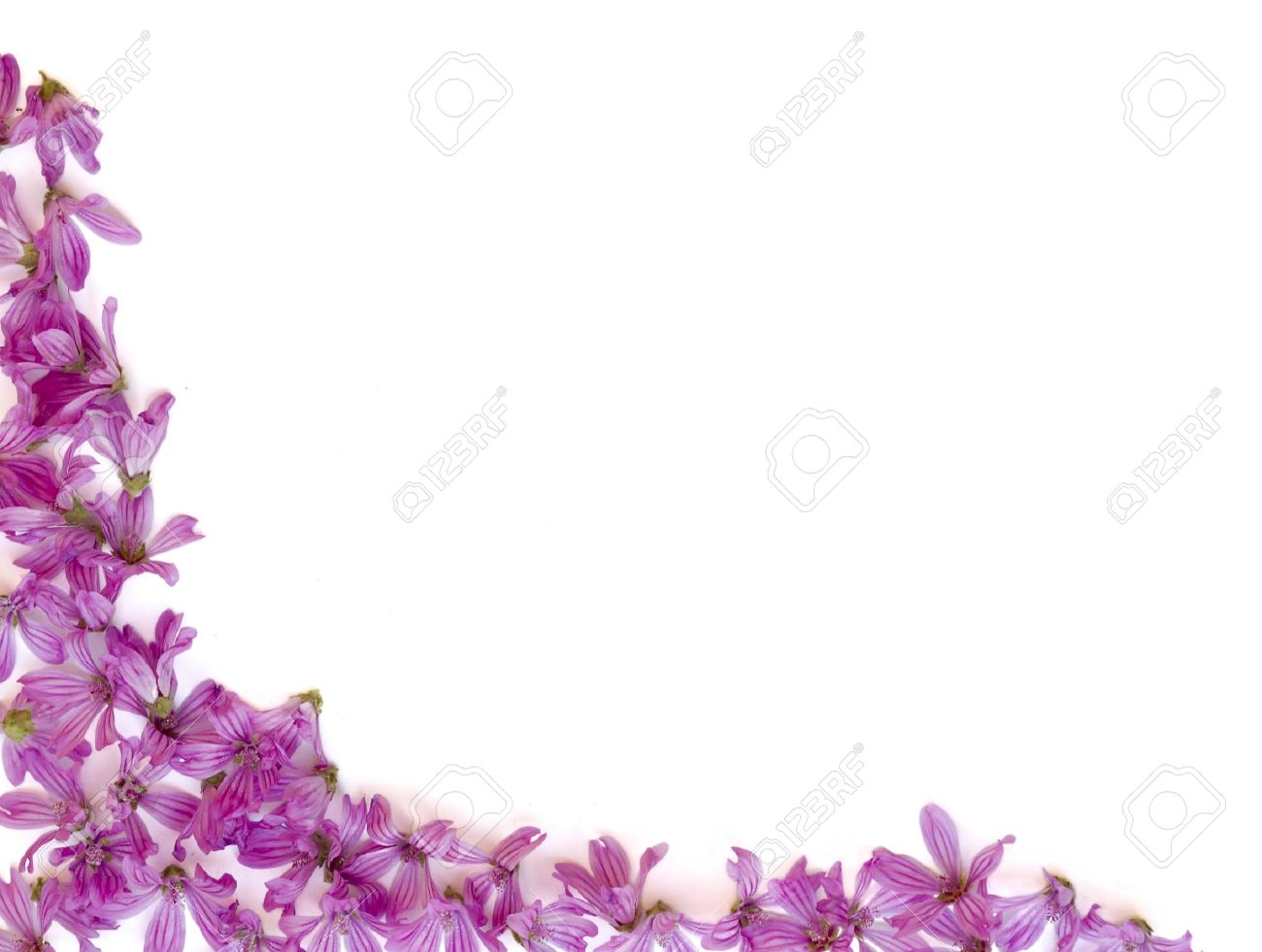 purple flowers backgrounds