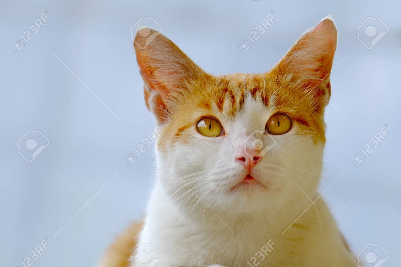 Un Chat Mignon Photographie De Face Regarde Avec Un Regard Serieux Banque D Images Et Photos Libres De Droits Image 6674