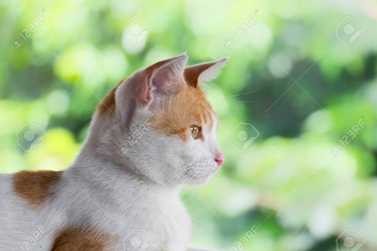 フラット真面目な表情と美しい緑の背景の側から捕獲した猫顔 の写真素材 画像素材 Image フラット真面目な表情と美しい緑の背景の側から捕獲した猫顔 の写真素材 画像素材 Image
