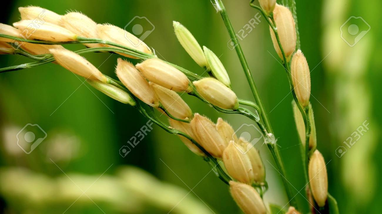 Photo Of Dry Rice Grain Or Unhulled Rice And Stil Attached In Riceplant  Stock Photo, Picture and Royalty Free Image. Image 70020300., image size:1300x731
