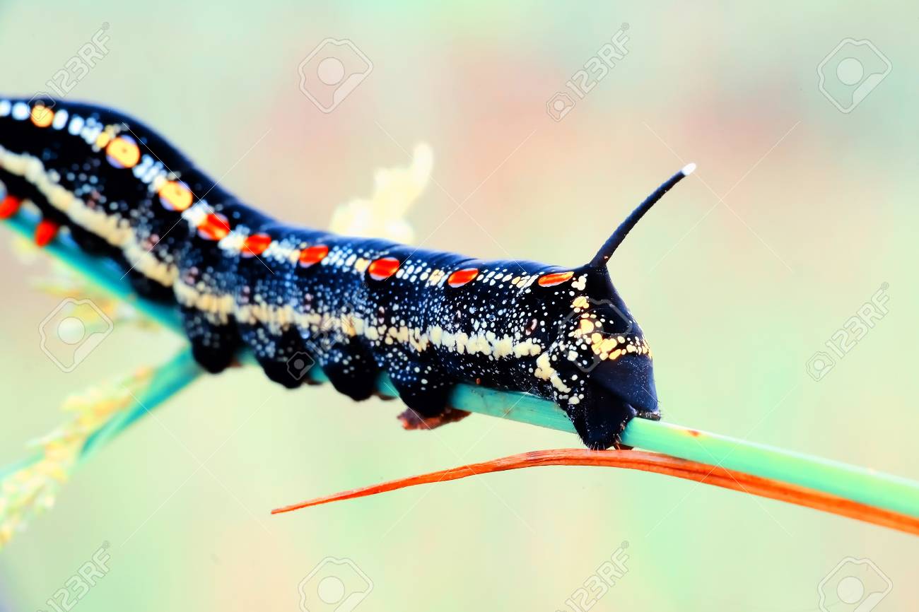 草の茎を這う その体のカラフルなストライプのマクロ写真怖い探しての黒い毛虫 の写真素材 画像素材 Image