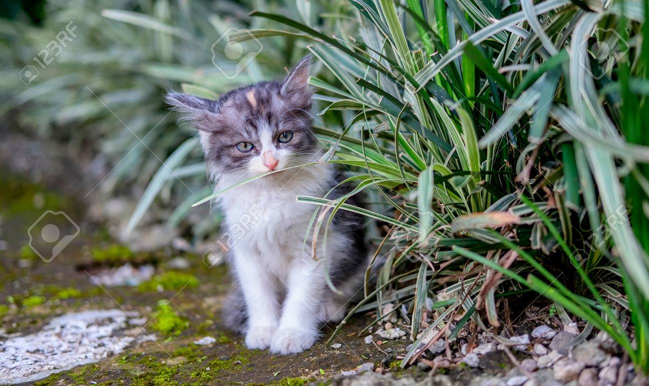 恥ずかしそうに おずおずと茂みの近くの正面を見て かわいい白と黒の猫 の写真素材 画像素材 Image