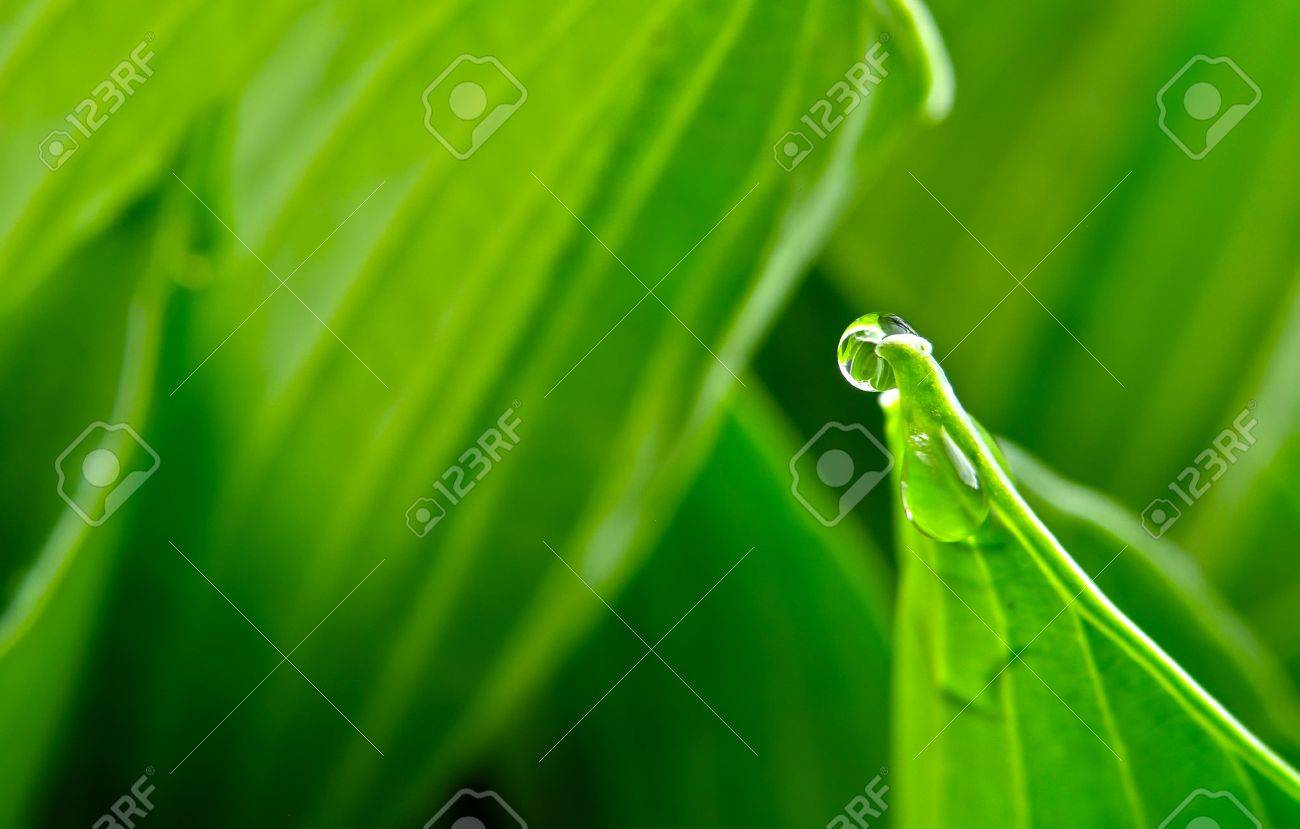 Beautiful Closeup Macro Detail Of Clear Transparent Water Drop Stock Photo Picture And Royalty Free Image Image