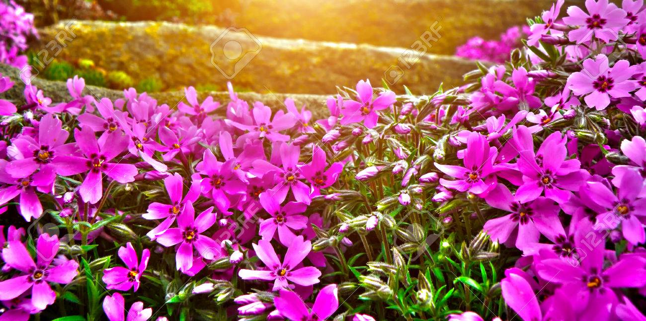 Detail Der Steingarten Blume. Nahaufnahme Makro Detail Von Lila Und ... Detail Der Steingarten Blume. Nahaufnahme Makro Detail Von Lila Und ...