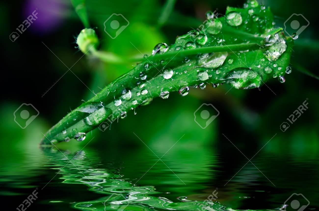 雨の後草 綺麗な水の滴で覆われています の写真素材 画像素材 Image