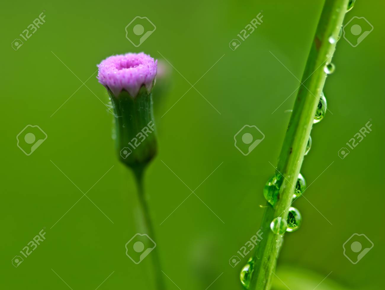 雨の後草覆われて 綺麗な水の滴 の写真素材 画像素材 Image