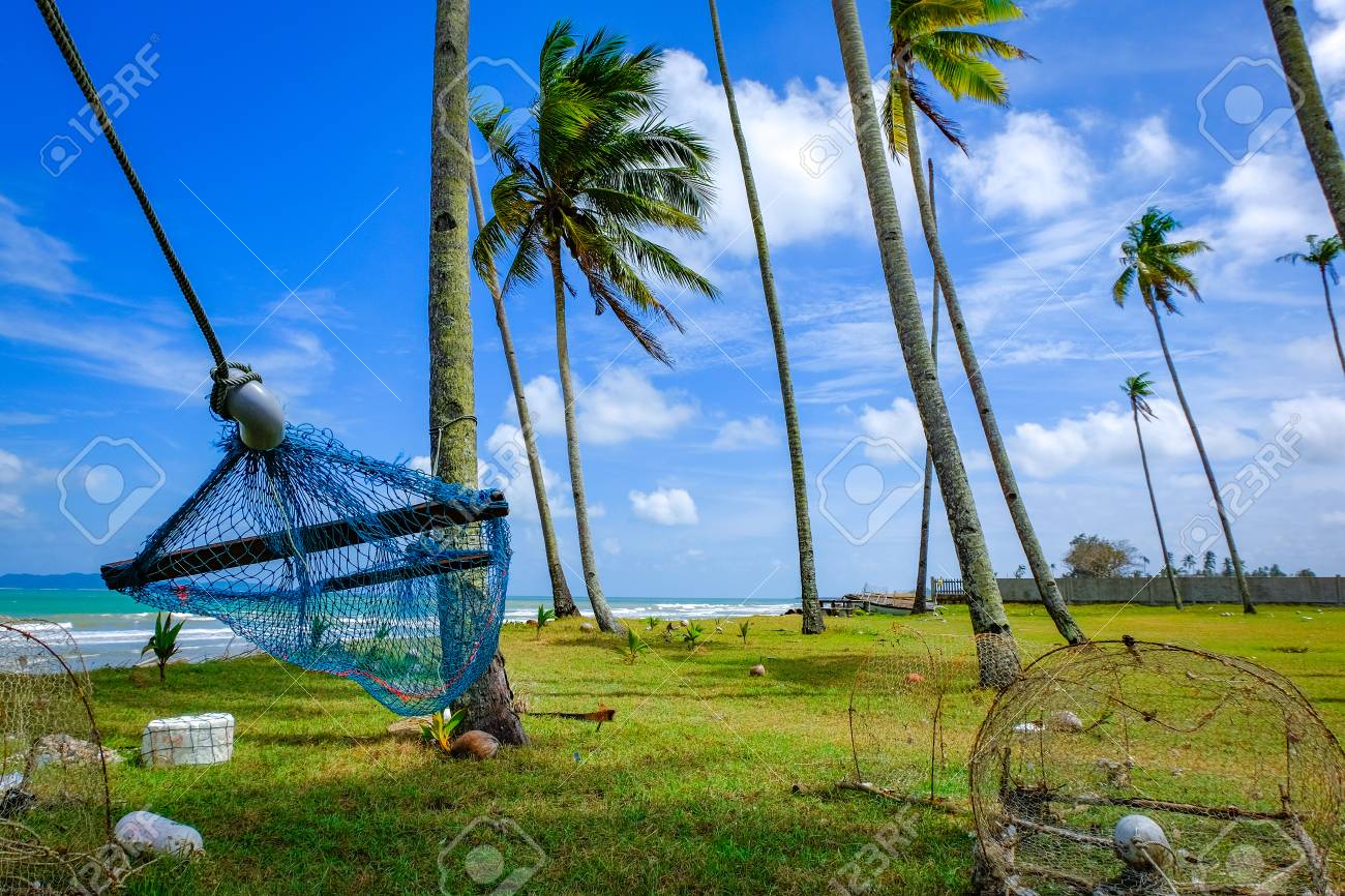 selective focus image of hammock under coconut tree near the stock