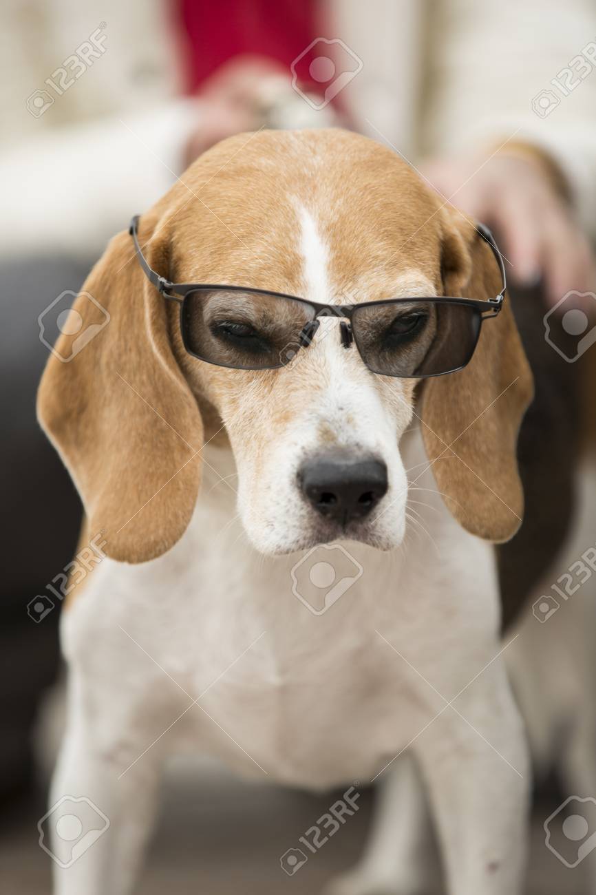 beagle sunglasses