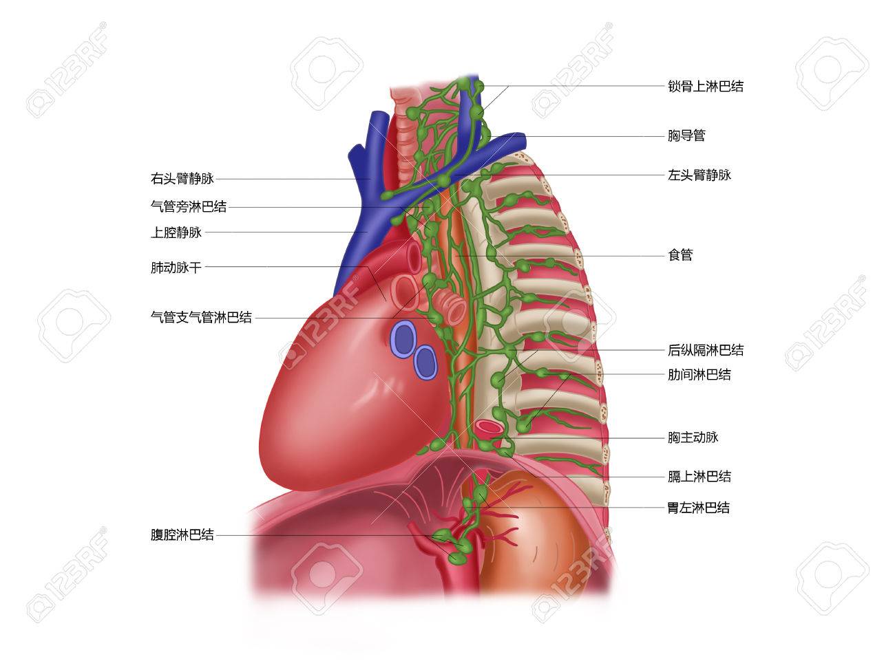 mediastinal lymph nodes