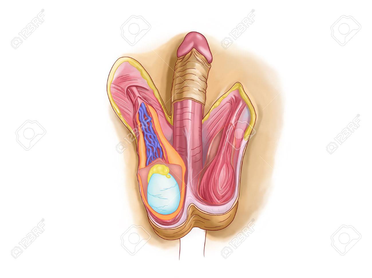 et penis photo testicules Big nude nips