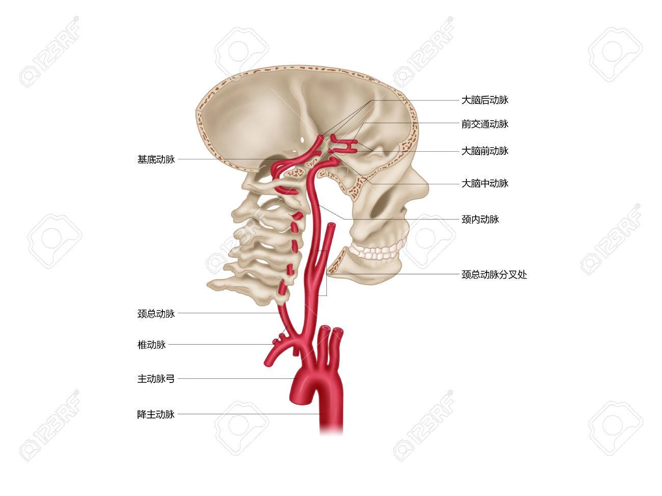 vertebral artery